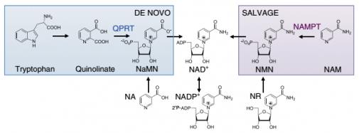 【杉寶解讀】NAD +的從頭合成途徑受損會導致急性腎損傷