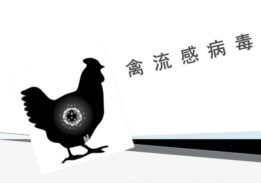 如何做好禽流感預防工作?禽流感的癥狀是什么