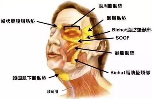 抗衰醫(yī)生宋超超:提升面部脂肪墊和SMAS筋膜層的優(yōu)勢