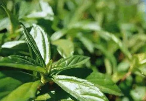 枇杷葉煮水喝咳嗽加重怎么回事?枇杷葉熬水喝能治咳嗽嗎?