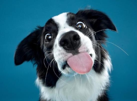 狂犬病真的沒救了嗎?老是擔(dān)心自己得狂犬病了怎么辦?