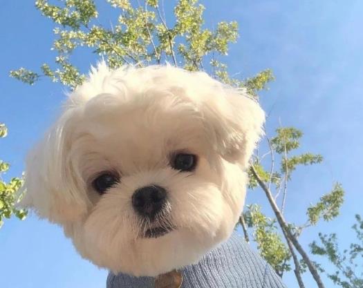 狂犬病真的沒救了嗎?老是擔(dān)心自己得狂犬病了怎么辦?