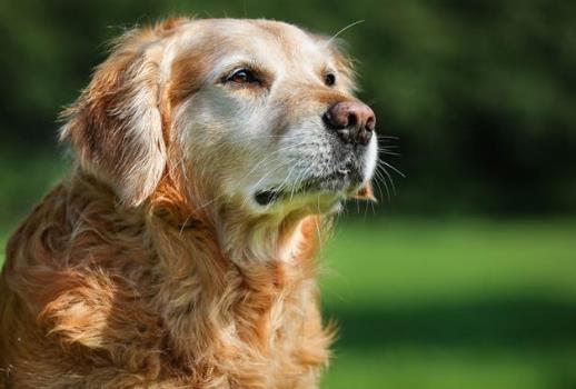 狂犬病發病之后還有救嗎?如何分辨感冒和早期狂犬病?