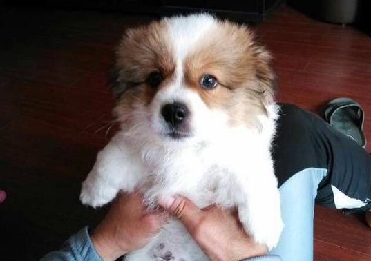 狗抓傷一般不會(huì)感染狂犬病嗎?狗沒死我確診狂犬病是怎么回事