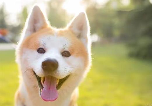 為什么狗沒死人卻得狂犬病死了?得了狂犬病為什么怕水
