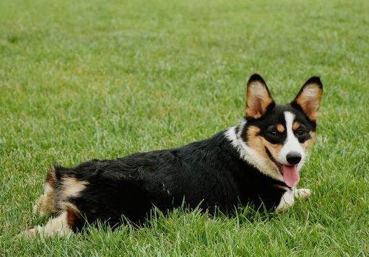 在什么條件下才會感染狂犬病?狗狗爪子劃了輕微紅了沒破皮要緊嗎