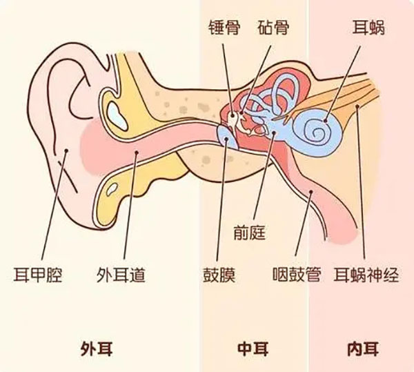 為什么感冒容易引起中耳炎?這些知識點你得了解!