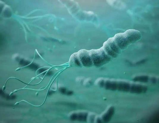 幽門螺桿菌陽性是不是就代表胃癌?幽門螺旋桿菌為什么是致癌物