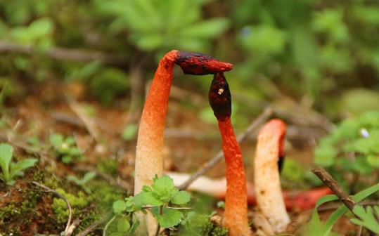 紅鬼筆4.jpg