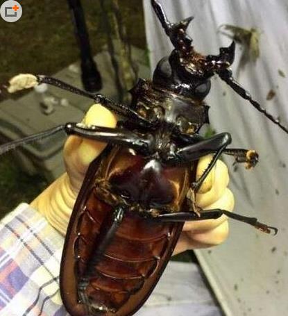 泰坦大天牛3.jpg