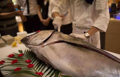世界上最大的金槍魚,藍鰭金槍魚最大可達1400斤重