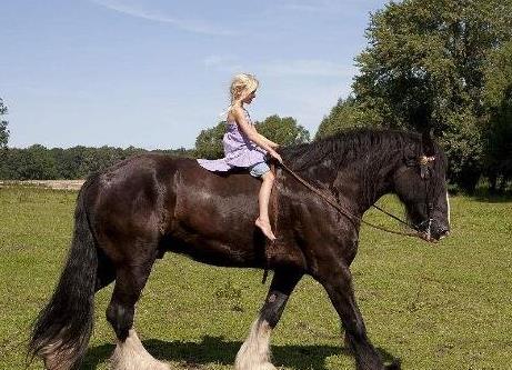 世界上最大的馬,夏爾馬杜克體重超過1.2噸破世界紀(jì)錄