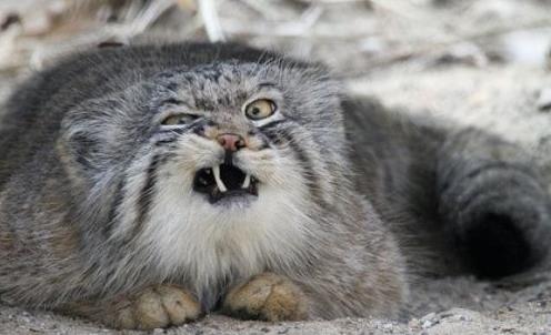 世界上最兇猛的貓科動物兔猻