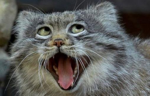 世界上最兇猛的貓科動物兔猻