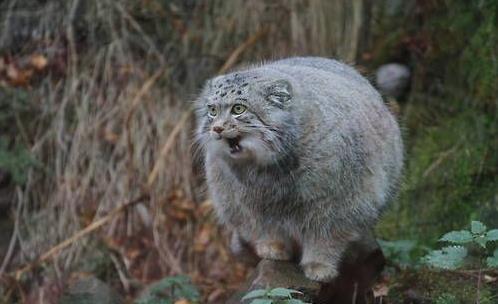 世界上最兇猛的貓科動物兔猻