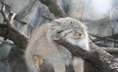 世界上最兇猛的貓科動物兔猻