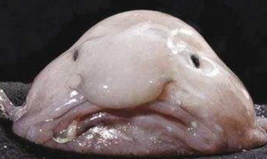 世界上最丑的魚