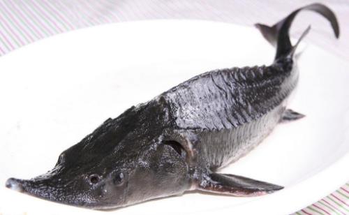 長江最大的魚 長江魚王中華鱘重量可達千斤
