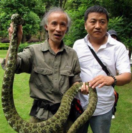 世界上最貴的毒蛇莽山烙鐵頭蛇 價格高達百萬美元中國特有品種