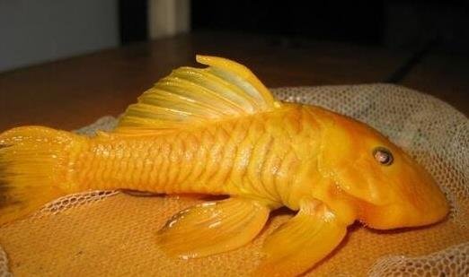 世界上最獨(dú)特的變異魚(yú)種 24k黃金達(dá)摩身價(jià)高達(dá)數(shù)十萬(wàn)