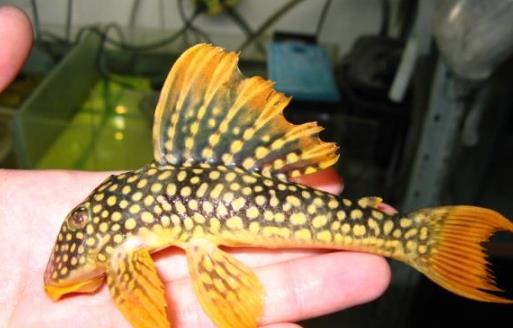 世界上最獨(dú)特的變異魚(yú)種 24k黃金達(dá)摩身價(jià)高達(dá)數(shù)十萬(wàn)