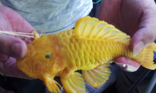世界上最獨(dú)特的變異魚(yú)種 24k黃金達(dá)摩身價(jià)高達(dá)數(shù)十萬(wàn)