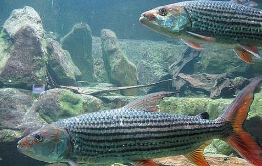 世界上最大的食人魚 黃金猛魚體長133厘米重50千克