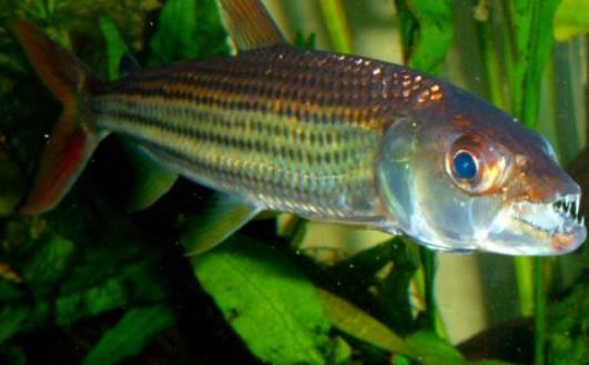 世界上最大的食人魚 黃金猛魚體長133厘米重50千克