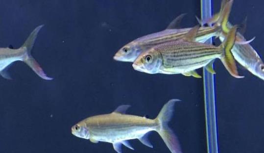 世界上最大的食人魚 黃金猛魚體長133厘米重50千克