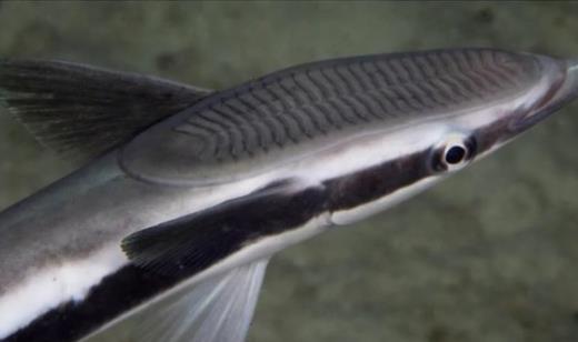 世界上最懶的魚 吸盤魚生活在大海中卻懶得游泳