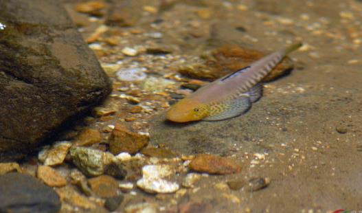 世界上最懶的魚 吸盤魚生活在大海中卻懶得游泳