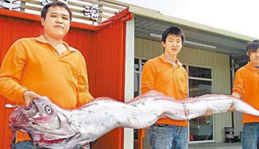 世界最長的硬骨魚 龍王魚最長7.6米 曾被認(rèn)為是真龍