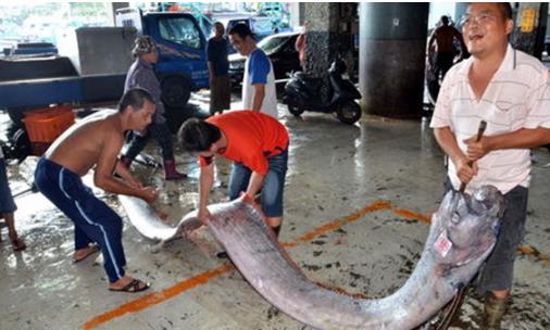 世界最長的硬骨魚 龍王魚最長7.6米 曾被認(rèn)為是真龍