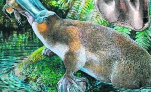 世界上最原始的哺乳動(dòng)物 鴨嘴獸在2500萬(wàn)年前就已出現(xiàn)