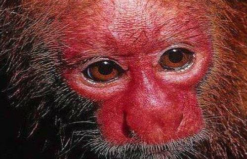 世界上最丑的猴子 禿猴面部赤裸 頭頂沒有毛發