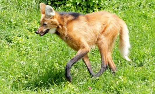 世界上腿最長的犬科動物 鬃狼站立時像踩著高蹺