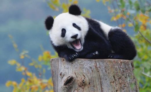 世界上最小的熊貓 出生時僅重51克 是正常熊貓的三分之一