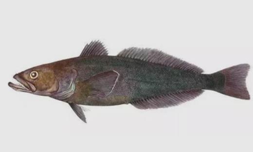 世界上最耐寒的魚 南極鱈魚能在南極海區(qū)幾千米深處生活
