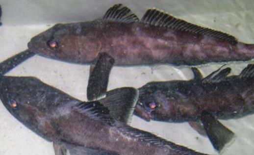 世界上最耐寒的魚 南極鱈魚能在南極海區(qū)幾千米深處生活