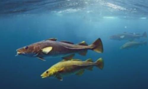 世界上最耐寒的魚 南極鱈魚能在南極海區(qū)幾千米深處生活