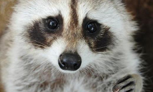 世界上最愛干凈的動物 浣熊進食前總要將食物清洗一遍
