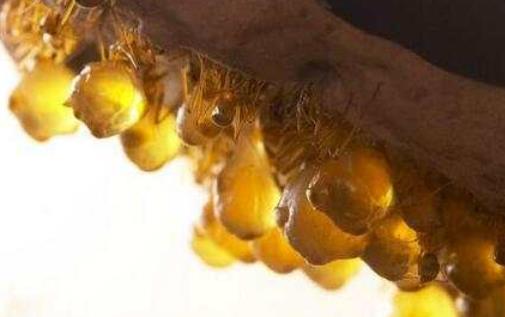 世界上最貪吃的動物 蜜罐蟻卯足了勁進食 直到肚子快要撐破為止