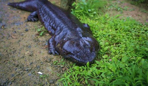 世界上最大的娃娃魚 體長近兩米 活了近130年