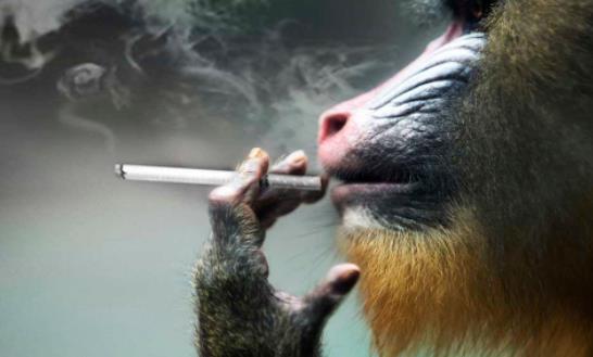 世界上最大的猴子 山魈體長半米多 面孔似鬼魅