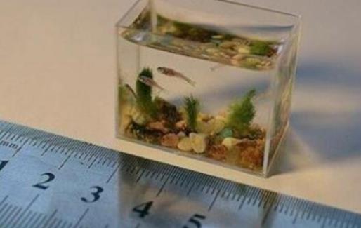 世界上最小的魚(yú) 胖嬰魚(yú)體長(zhǎng)7毫米 沒(méi)有一個(gè)手指頭寬