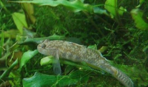 世界上最小的魚(yú) 胖嬰魚(yú)體長(zhǎng)7毫米 沒(méi)有一個(gè)手指頭寬