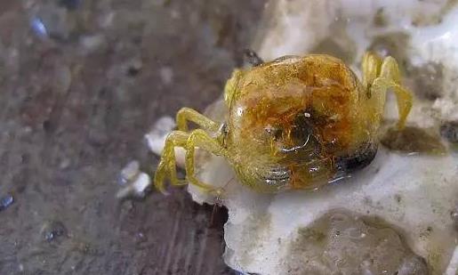 世界上最小的螃蟹 豆蟹體型大約2厘米 沒有食用價值
