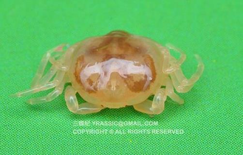 世界上最小的螃蟹 豆蟹體型大約2厘米 沒有食用價值