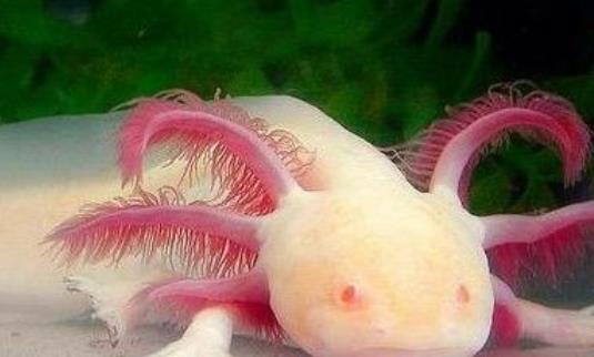 世界上最奇特的魚 六角龍魚長(zhǎng)相呆萌用四條腿爬行