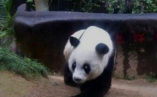 世界上最長壽的大熊貓 活了38歲相當于人類110歲